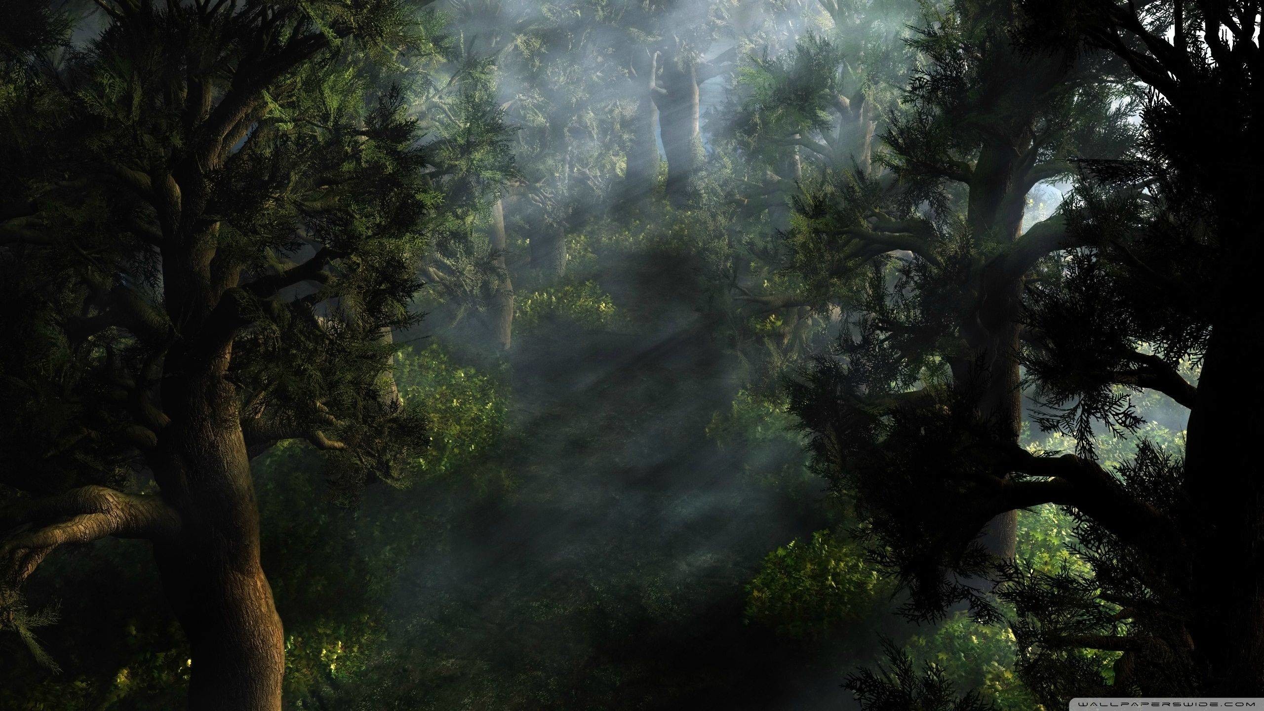 Mystical Forest Wallpaper