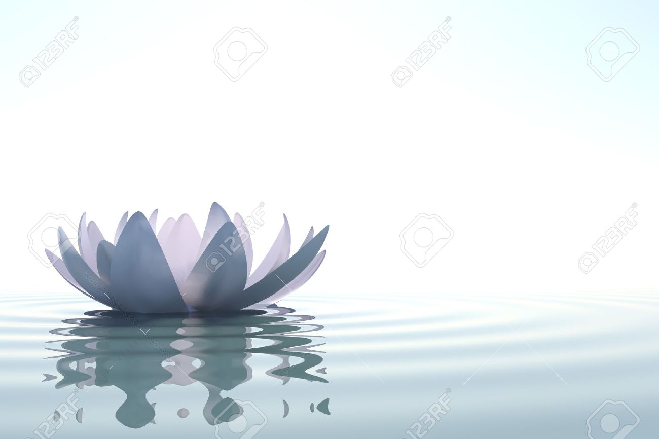 Zen Flower Loto In Water On White Background Stock Photo Picture