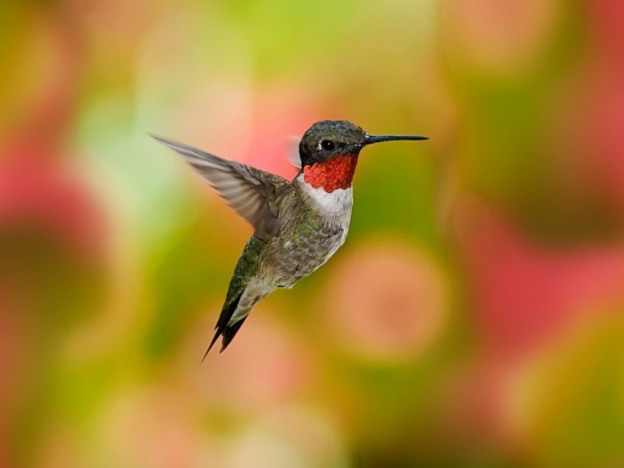 Colorful Humming Bird HD Wallpaper