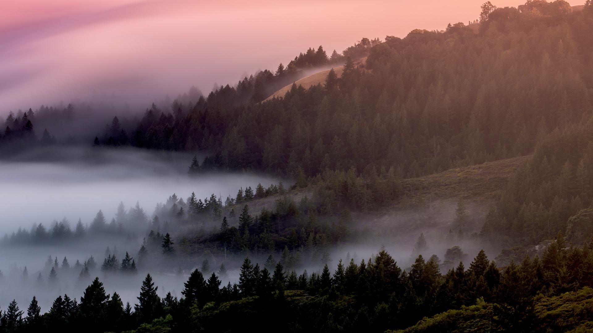 Forest Wallpaper 4k Foggy Mist Pine Trees