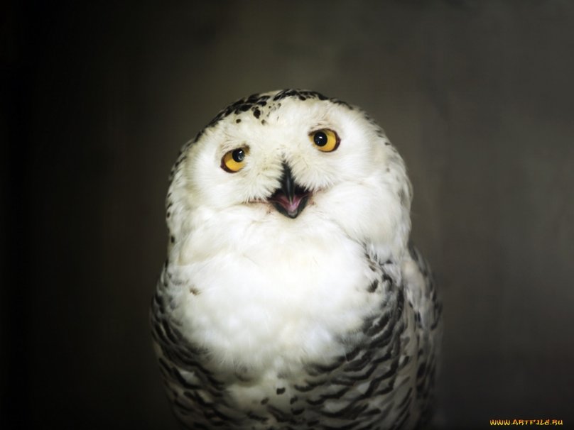 Cute Baby Owl Wallpaper