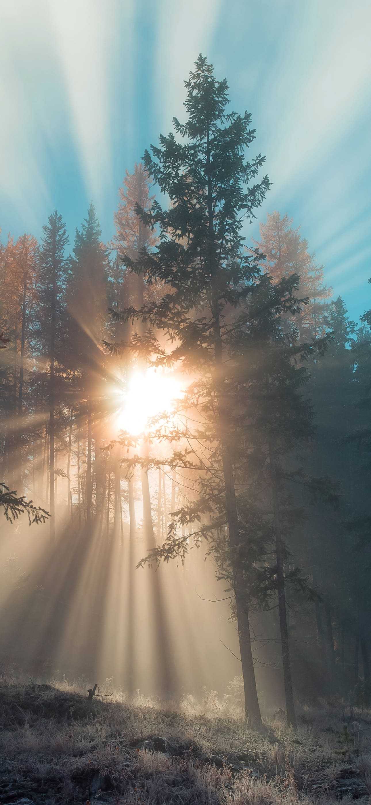 Sun rays shining through misty forest of pine trees, captured on iPhone 14 Pro Max