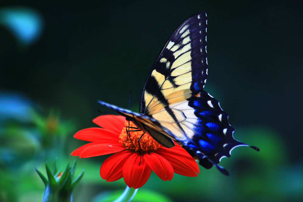🔥 44 Spring Butterfly Wallpaper Desktop Wallpapersafari