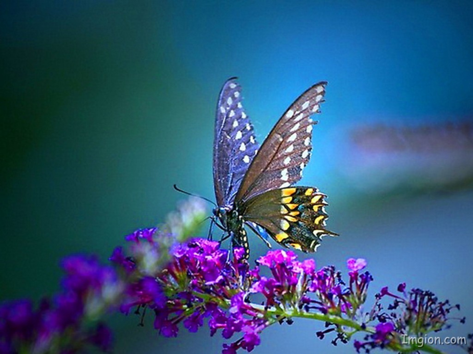 Pretty Butterfly Wallpaper Background Pictures