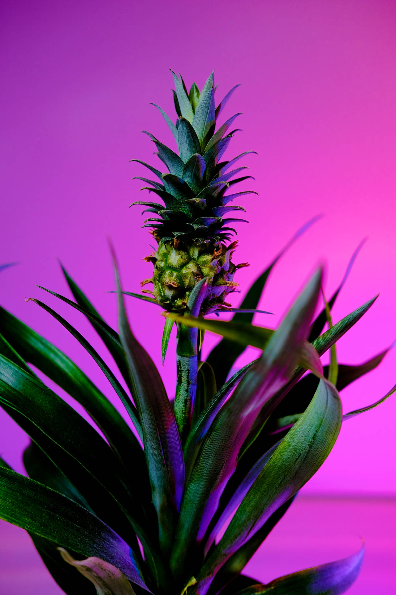 Pineapple Wallpaper