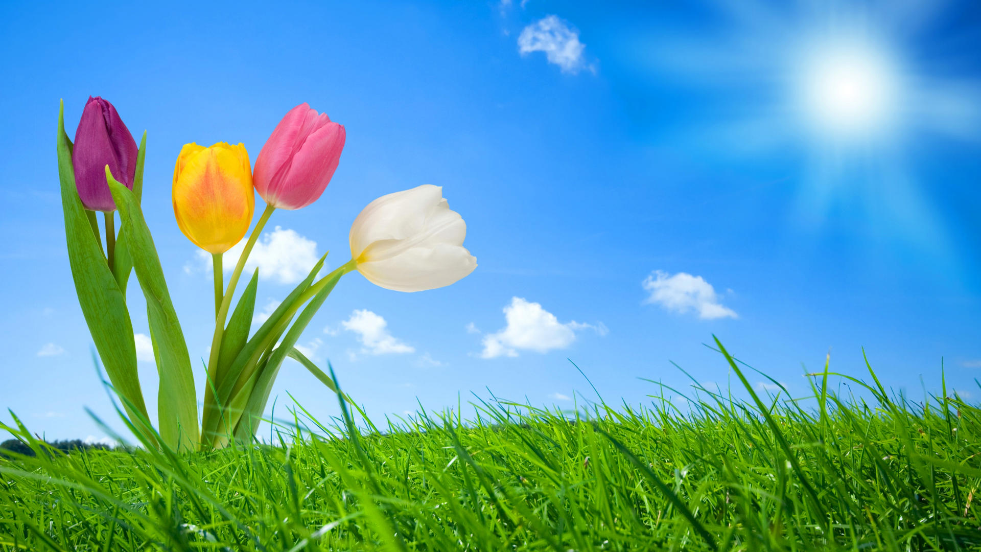 Free Spring Wallpaper For Computer 29836 Hd Wallpapers