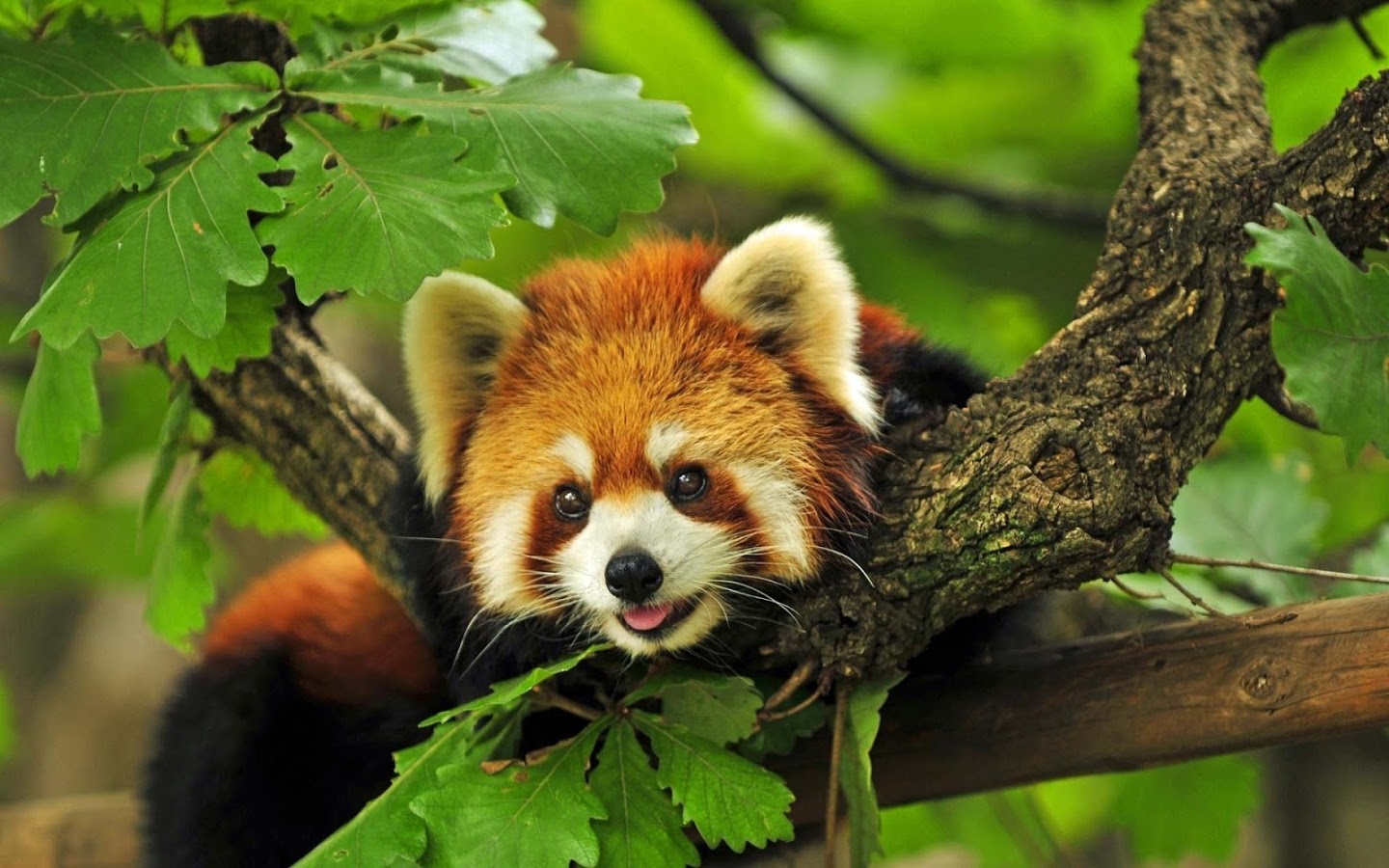 Red Panda Wallpaper HD Background Of Your