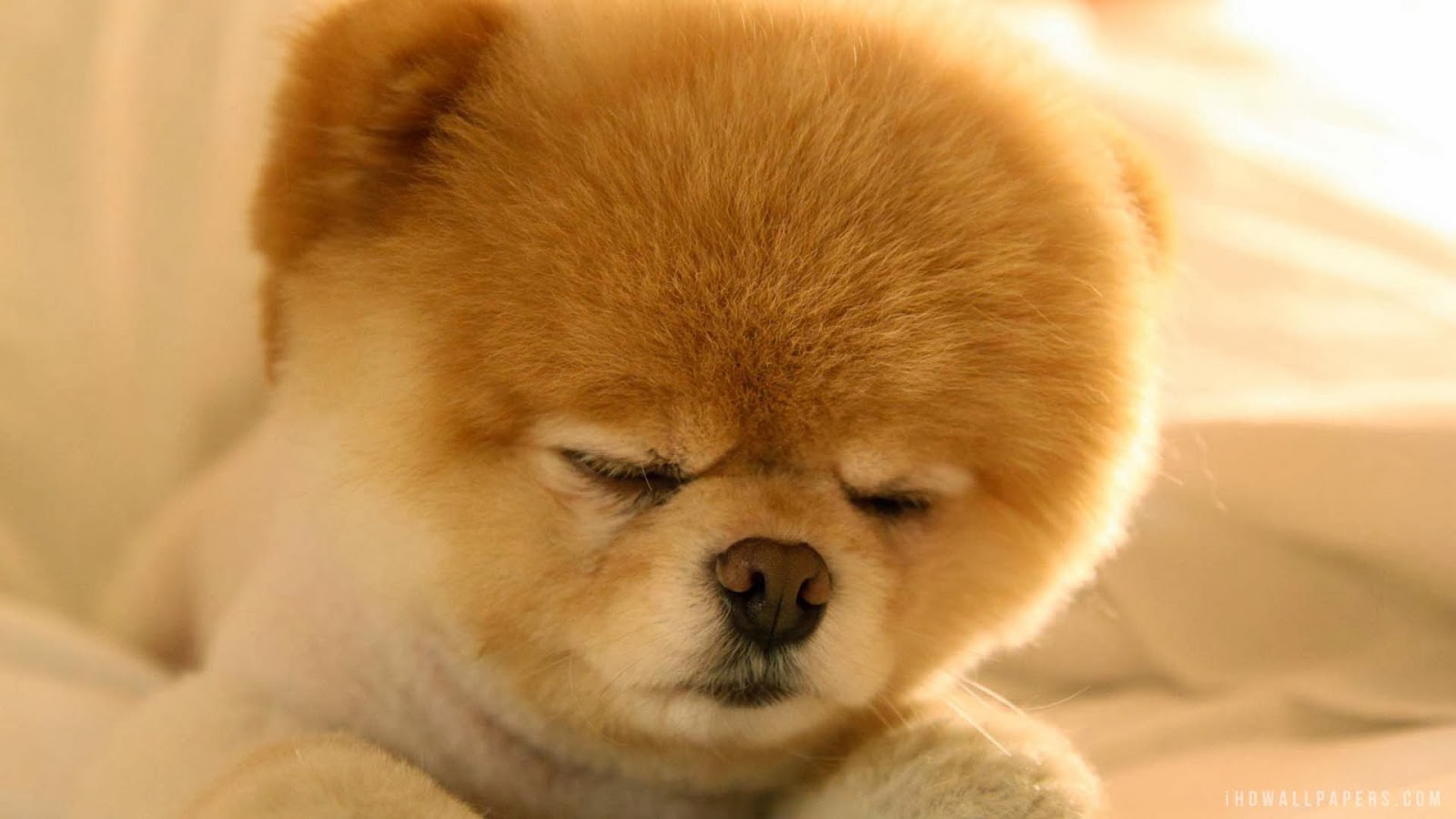 Cute Pomeranian Puppies Wallpaper Image HD