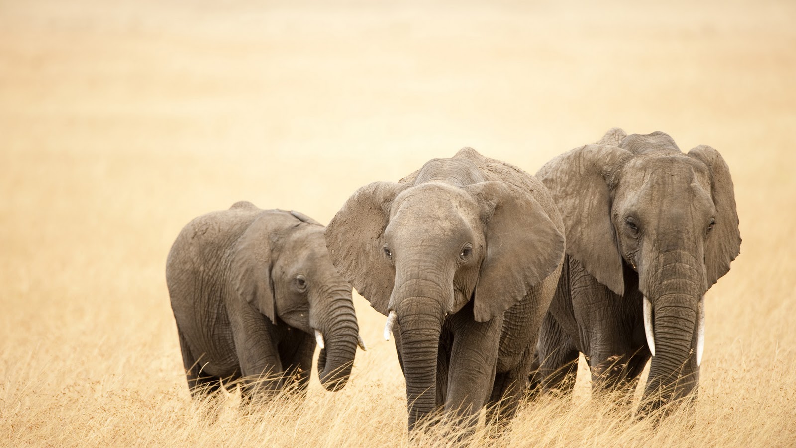 Cute Elephant Pictures HD Wallpaper In Animals Imageci