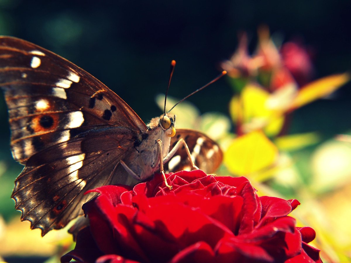 Butterfly Wallpaper Applications Android Et Tests Androidpit