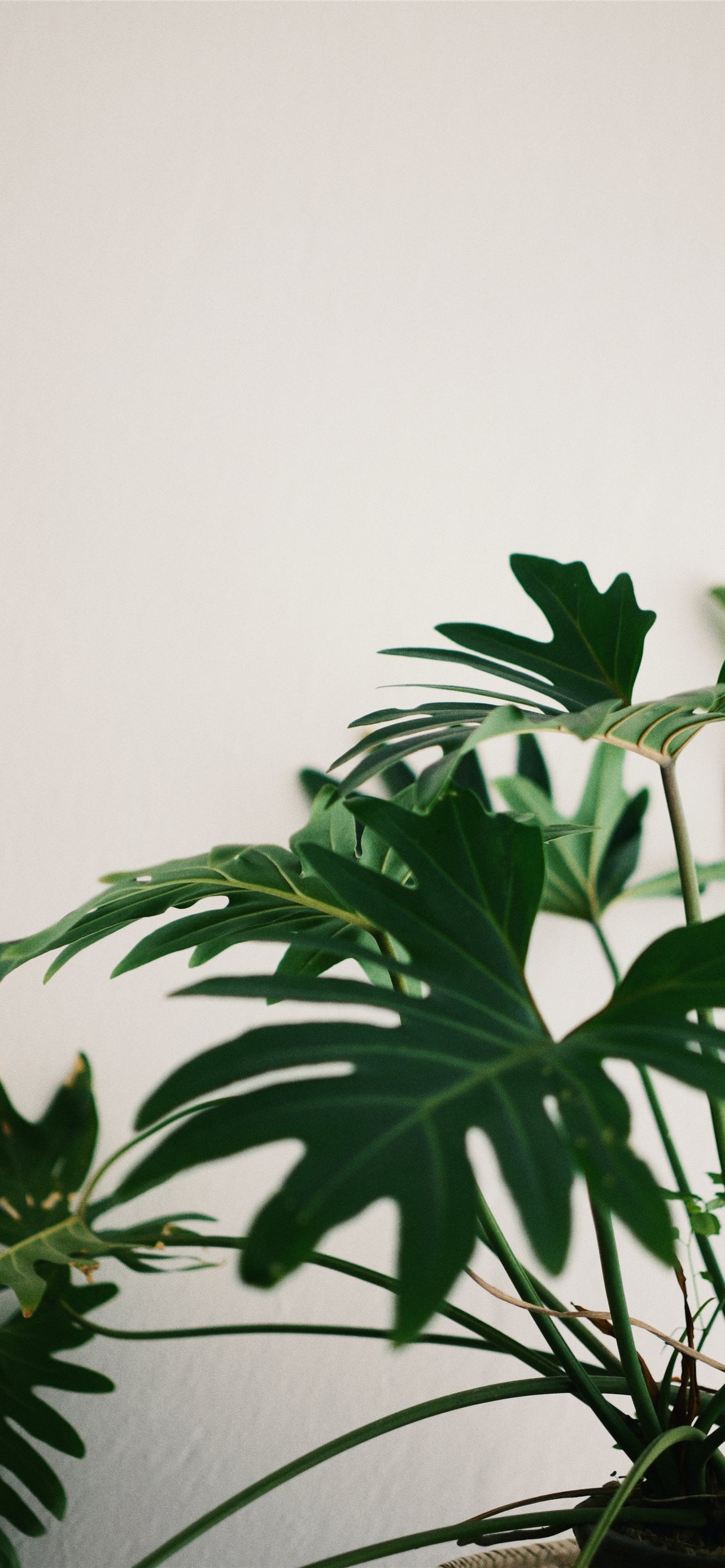 Green Leaf Plant iPhone Wallpaper