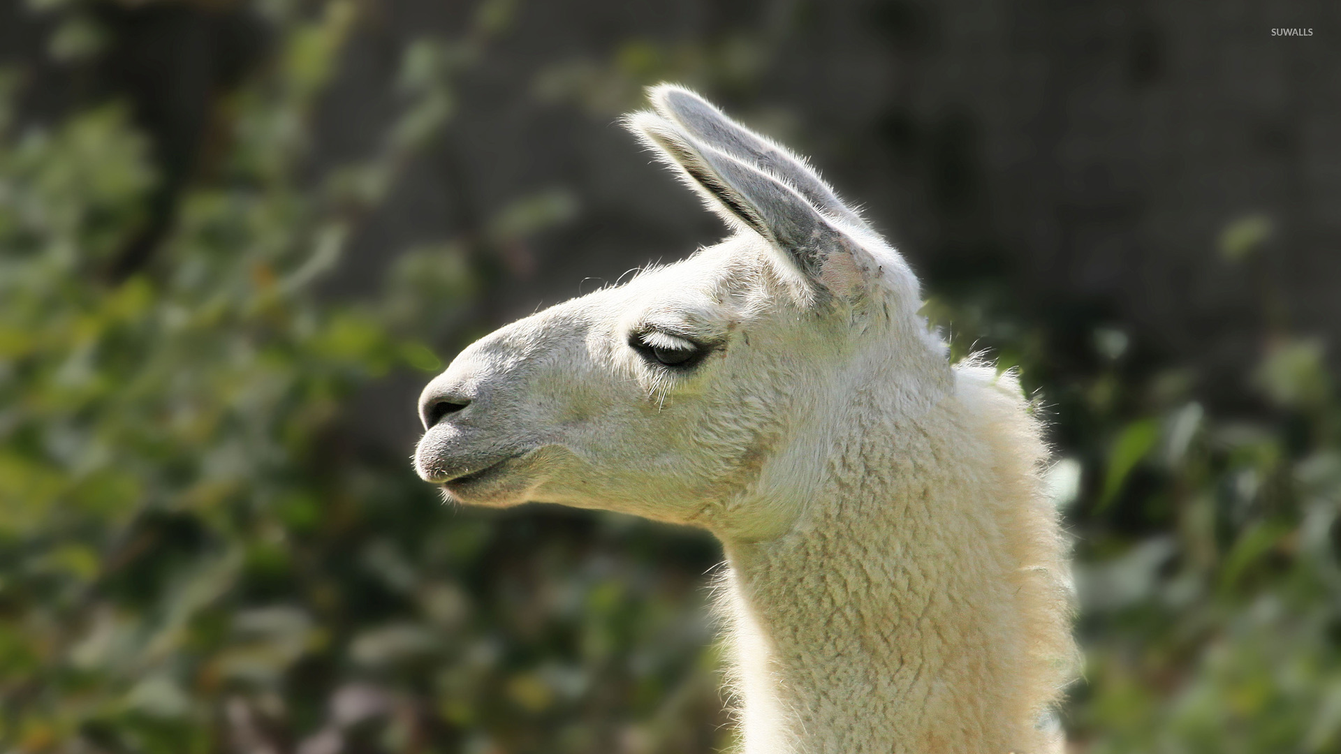 Llama Wallpaper Animal