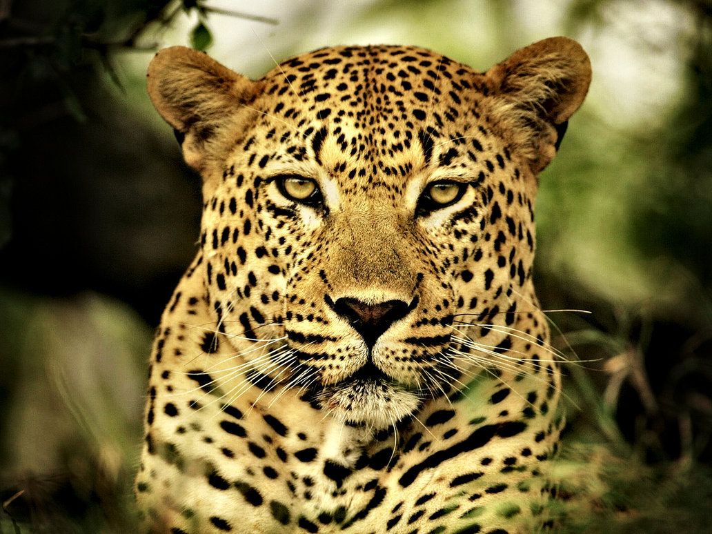 Leopard Animal Desktop Wallpaper
