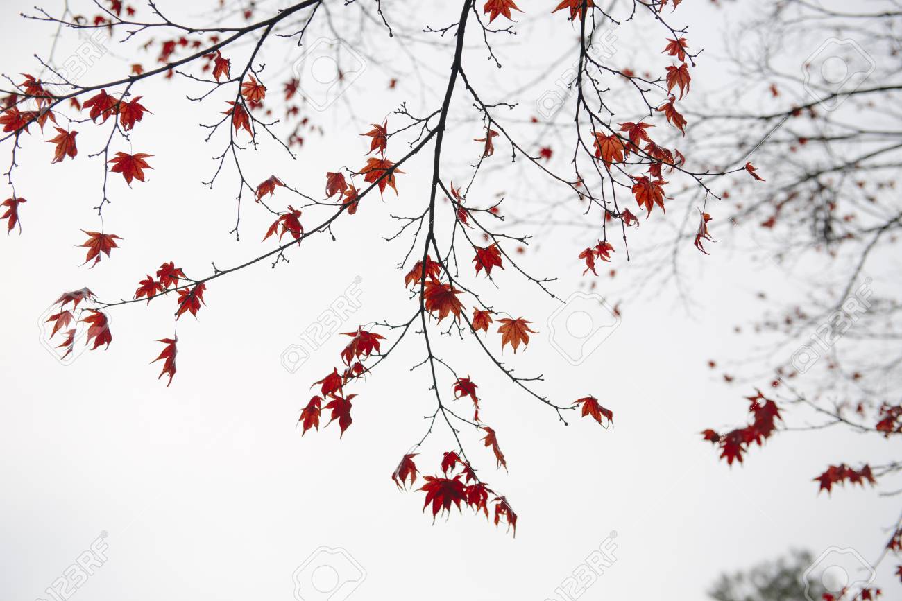 Autumn Leaves Of Japanese Maple Momiji Background Stock Photo