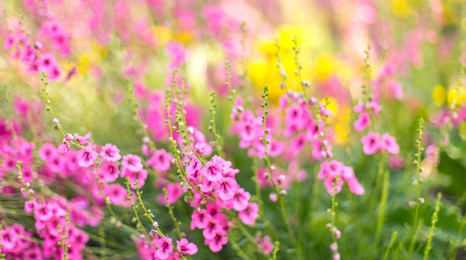 Descargar Jard Nde Flores Silvestres Rosadas Como Fondo Borroso De Microsoft Teams Wallpaper