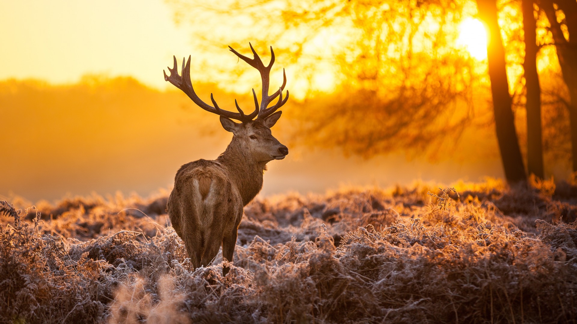 Deer Wallpaper Best