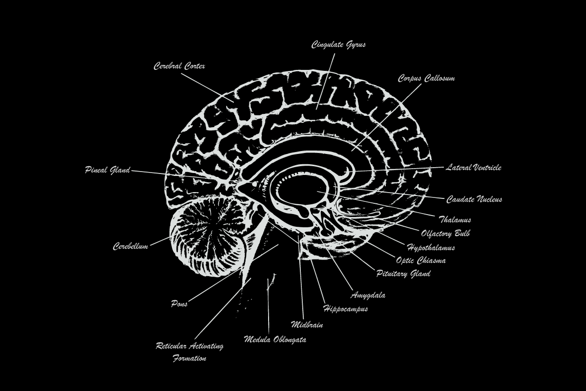 Brain Anatomy Wallpaper