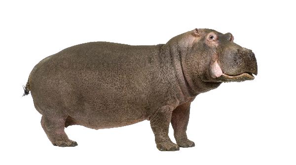 Hippopotamus In White Background Facts And Information