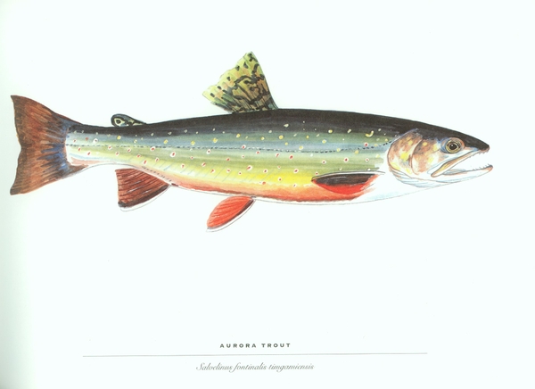 Fish Trout Wallpaper