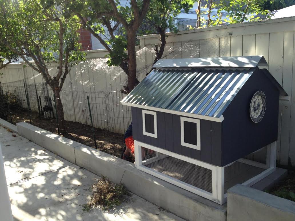 The Smart Chicken Coop Up To Chickens From My Pet