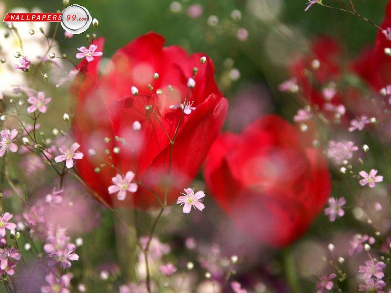 Spring Flowers Wallpaper Picture Image