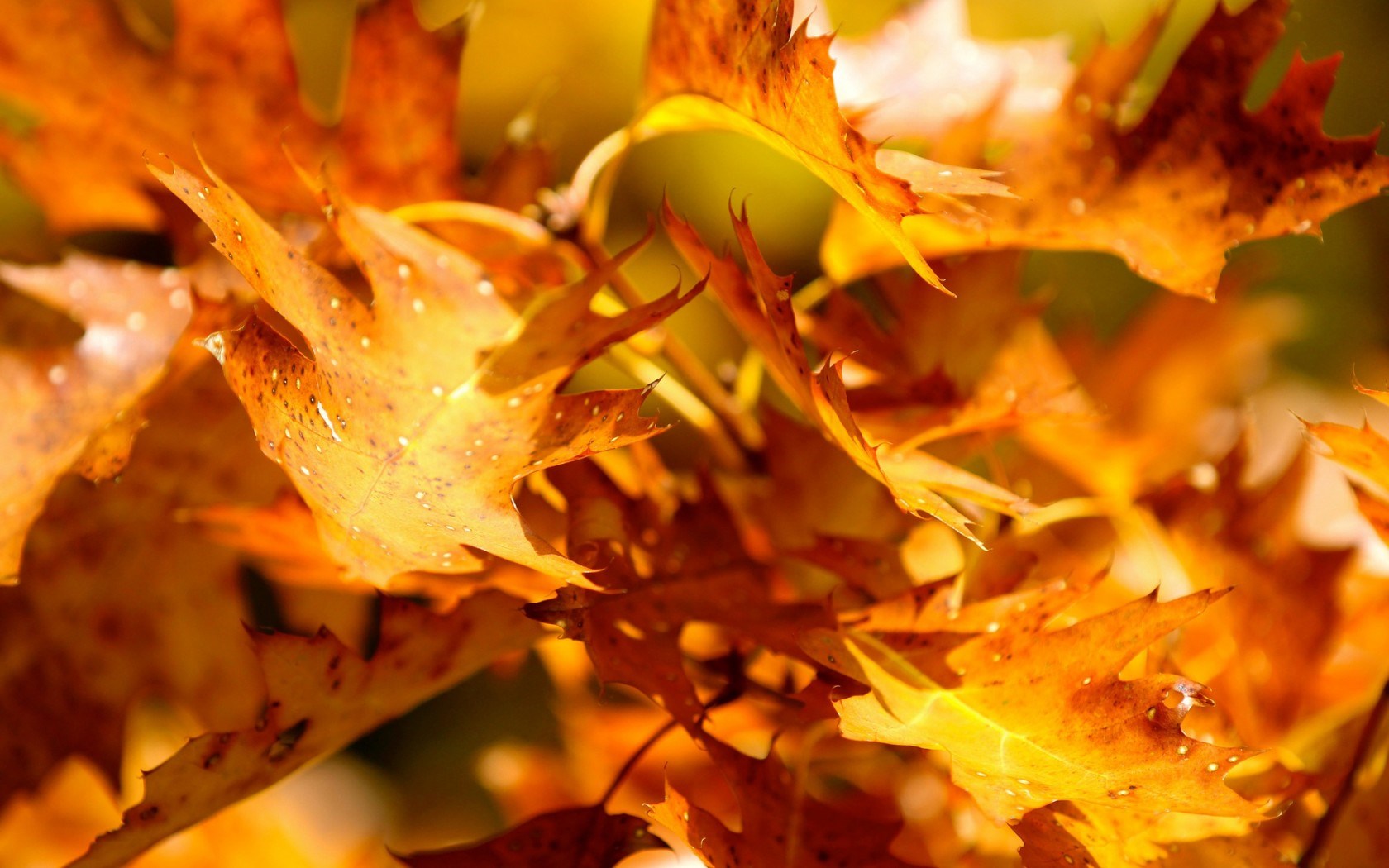 Autumn Leaves Wallpaper High Definition Quality Widescreen