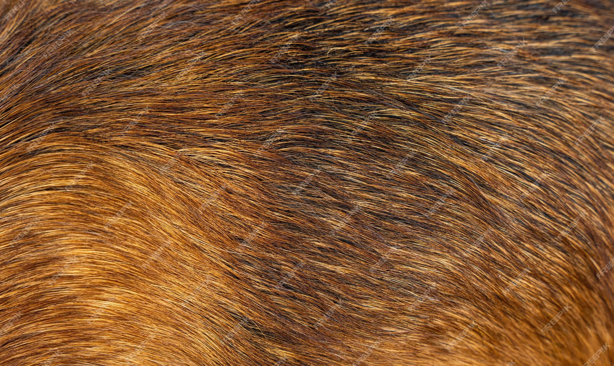 Animal Fur Texture Wallpaper
