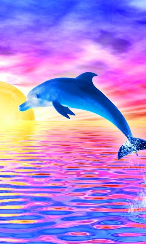 Cute Dolphin Wallpaper