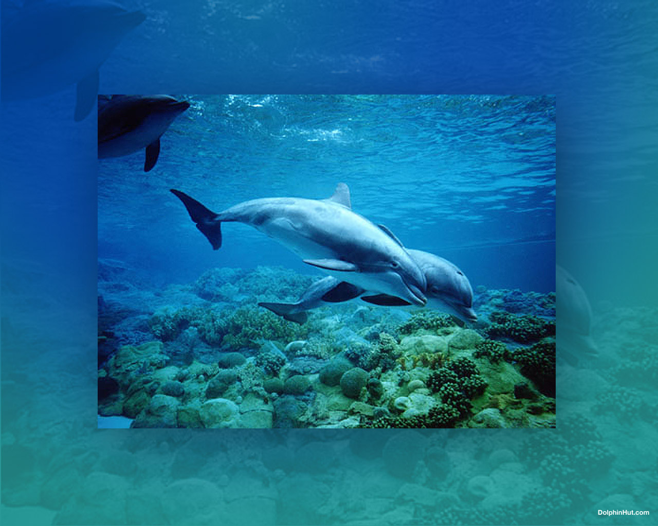 Dolphin Stuff Wallpaper
