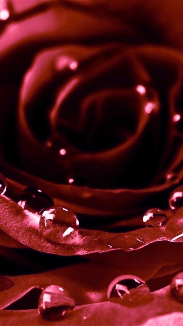 Red Rose iPhone Background