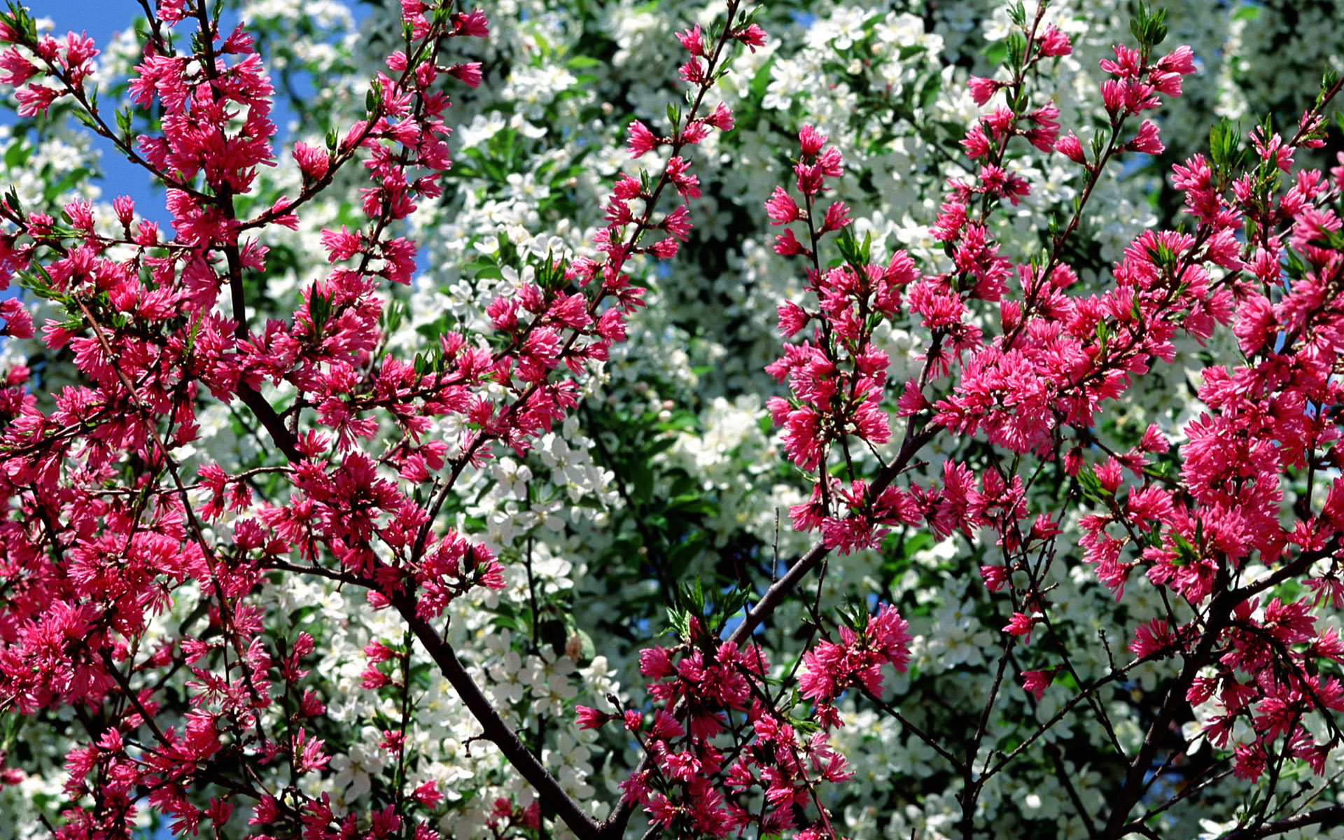 spring wallpapers wallpaper flower animated 1920x1200