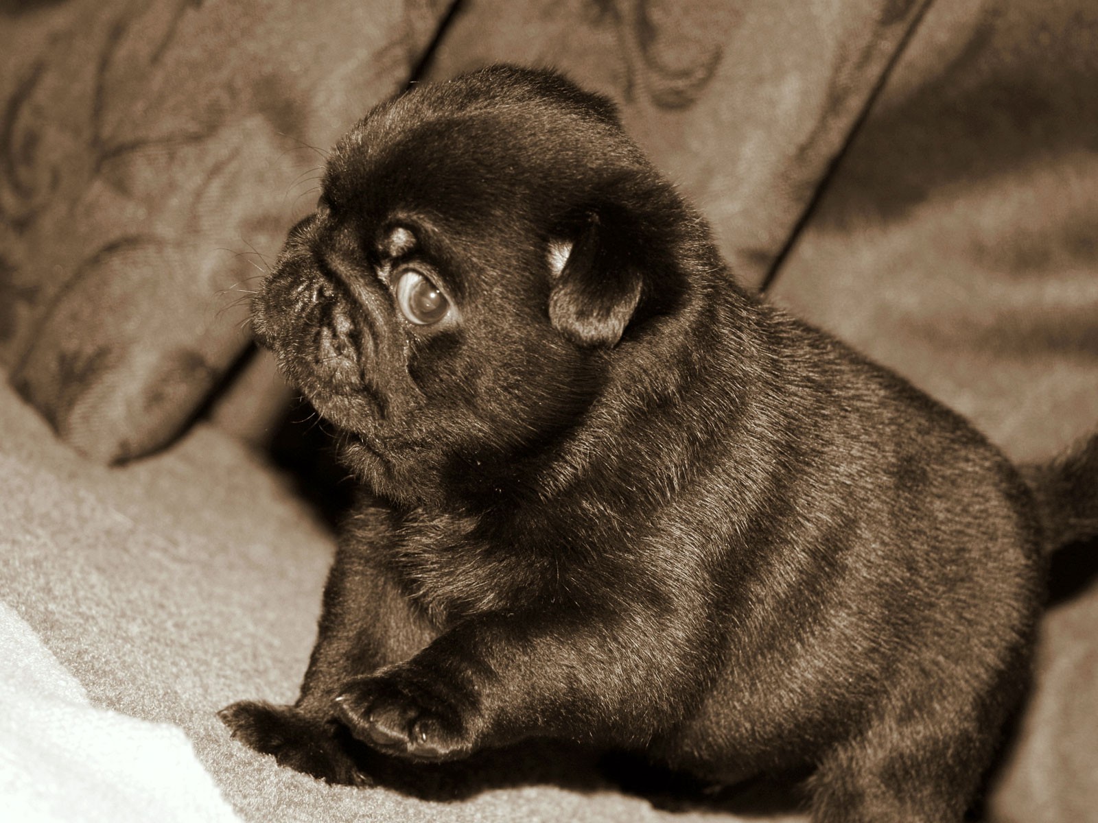 Black Puppy Of Pug Dog High Definition Widescreen