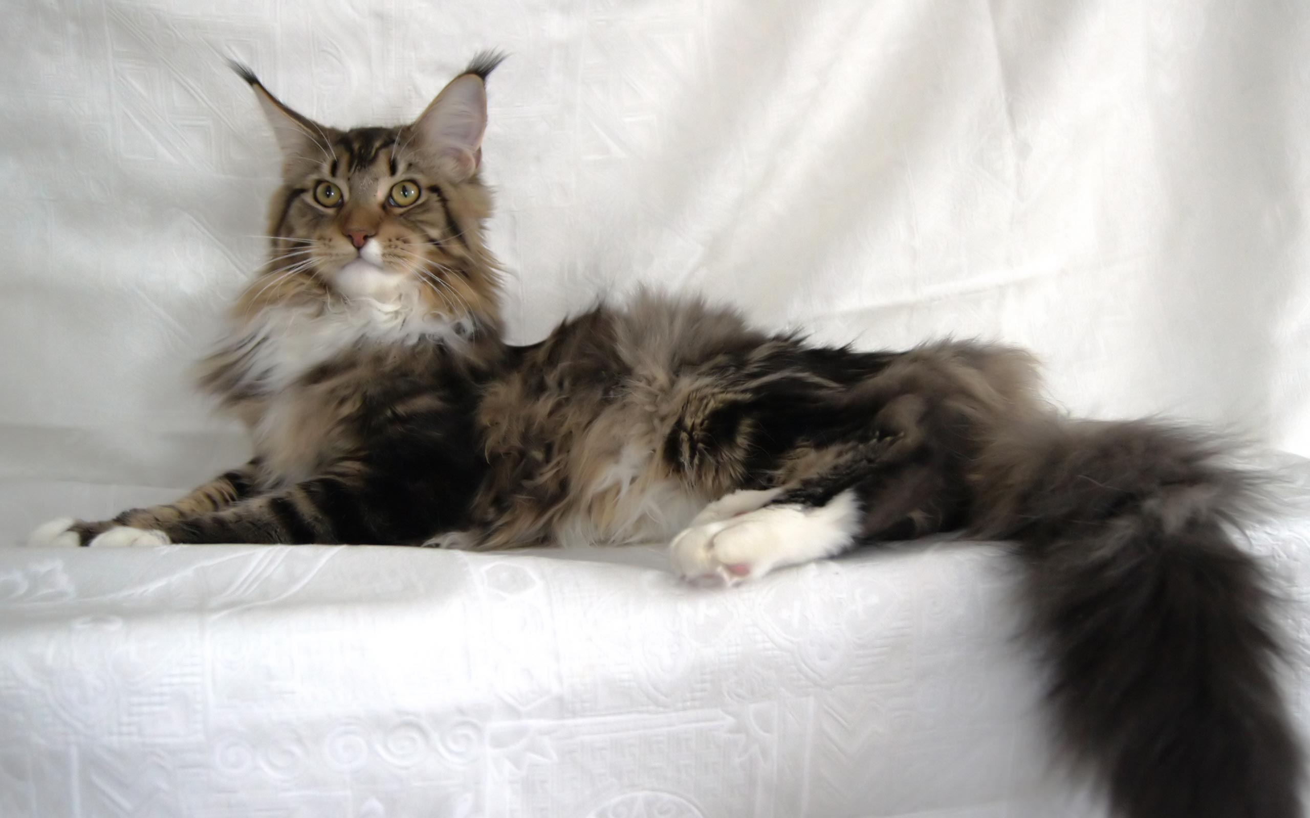Maine Coon cat Wallpapers   THIS Wallpaper