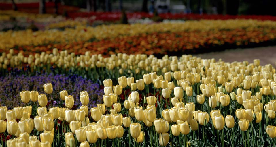 Tulips Yellow At The Canberra Floriade Annual