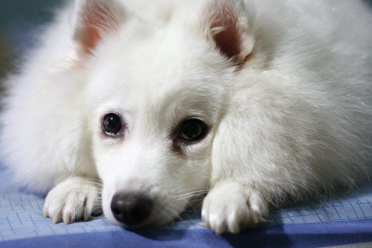 Indian Spitz Dog Face Photo And Wallpaper Beautiful