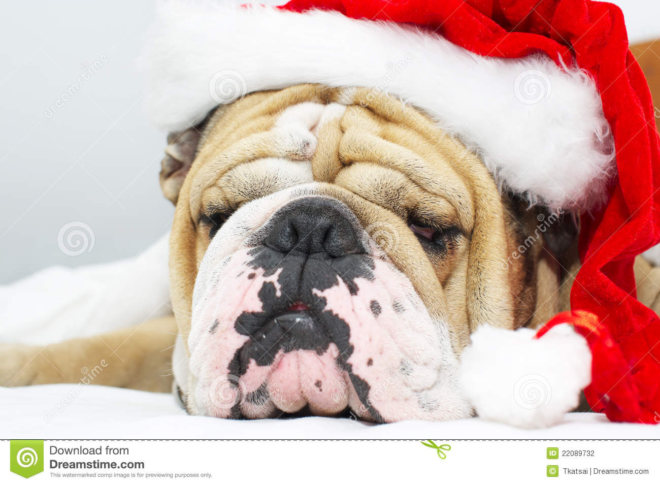 Christmas English Bulldog Image Pictures Becuo