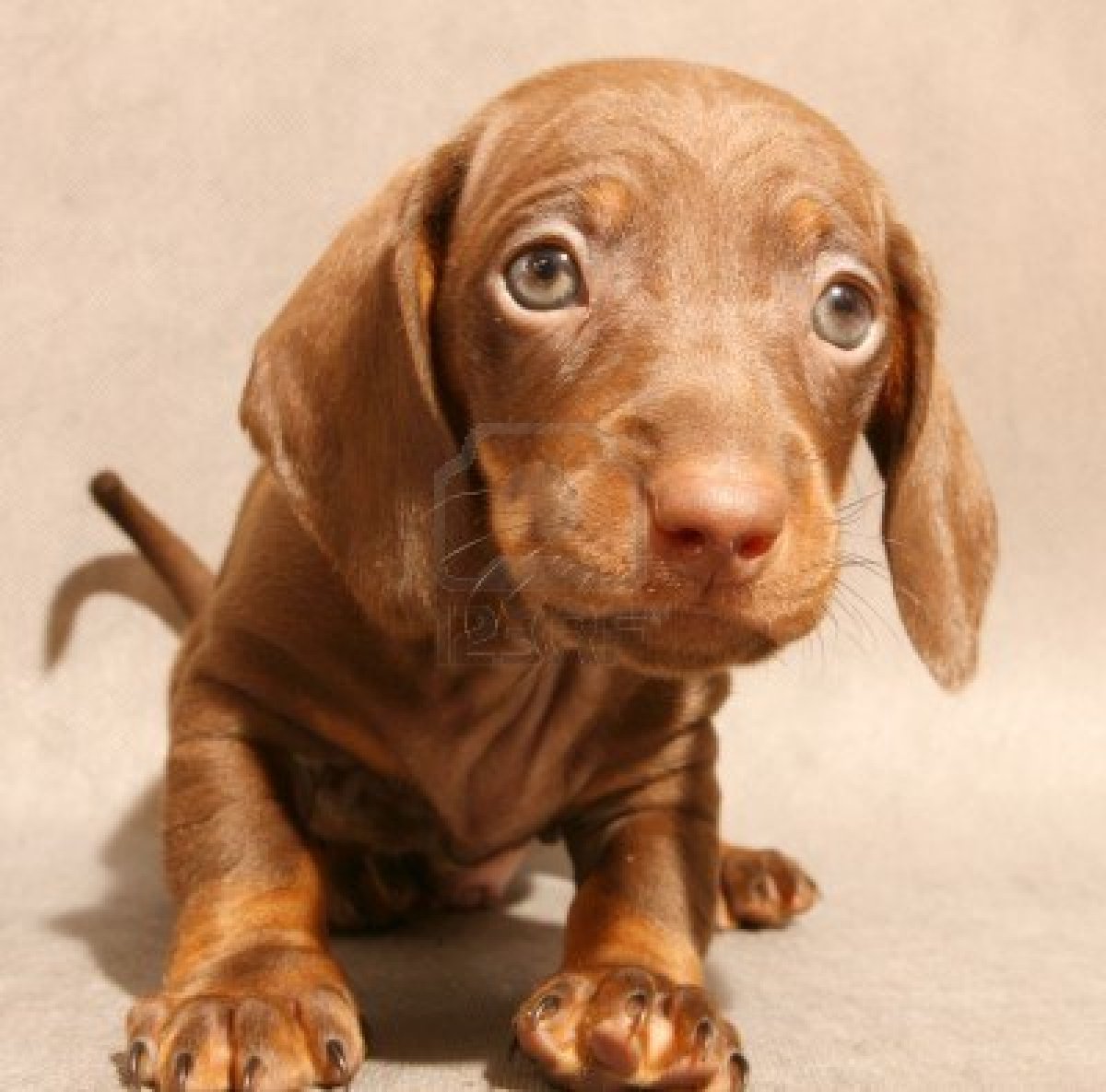 Cute Dachshund Puppy Photo And Wallpaper Beautiful