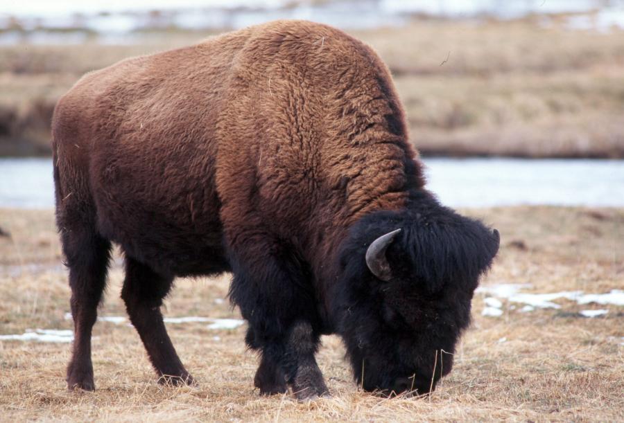 Wallpaper Collections Bison Background
