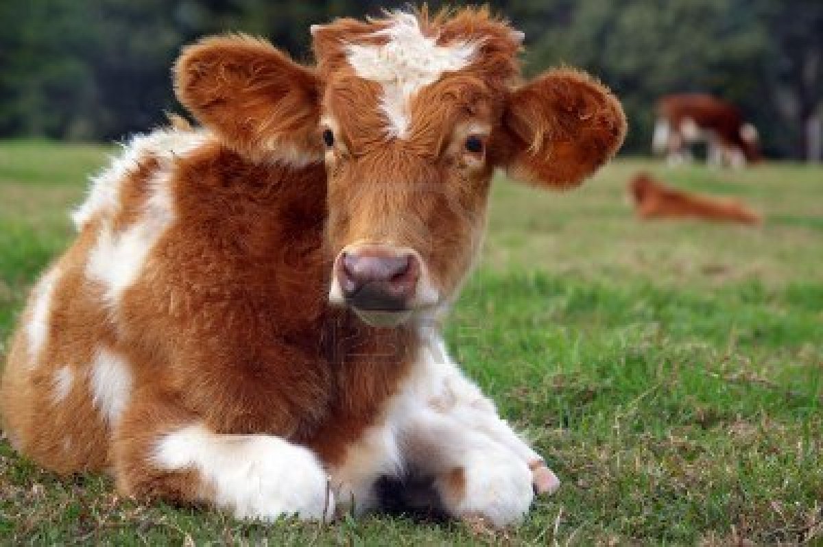 Cute Cow Wallpaper