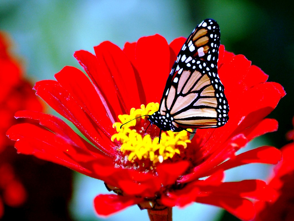 now the image Astonishing Beautiful Flowers and Butterflies Wallpapers