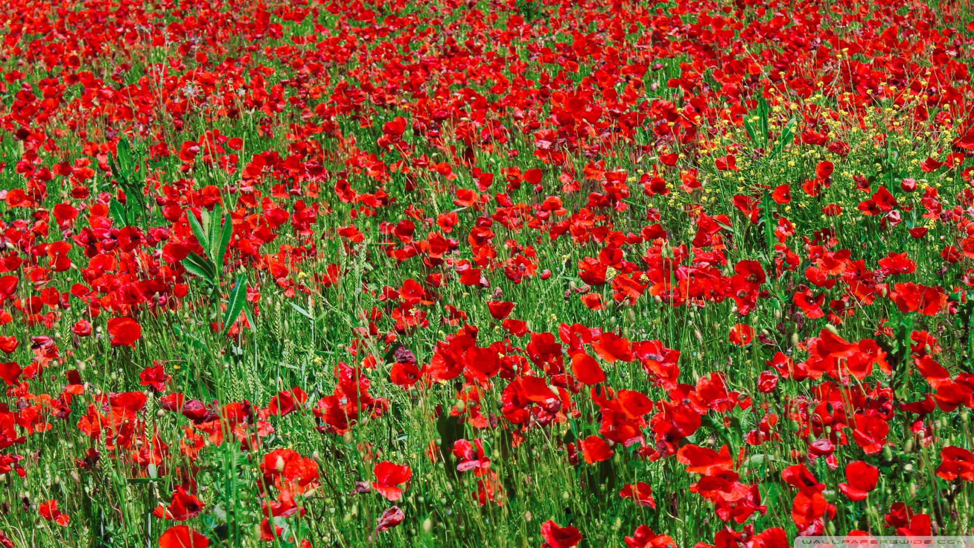 Red Poppy Field Wallpaper