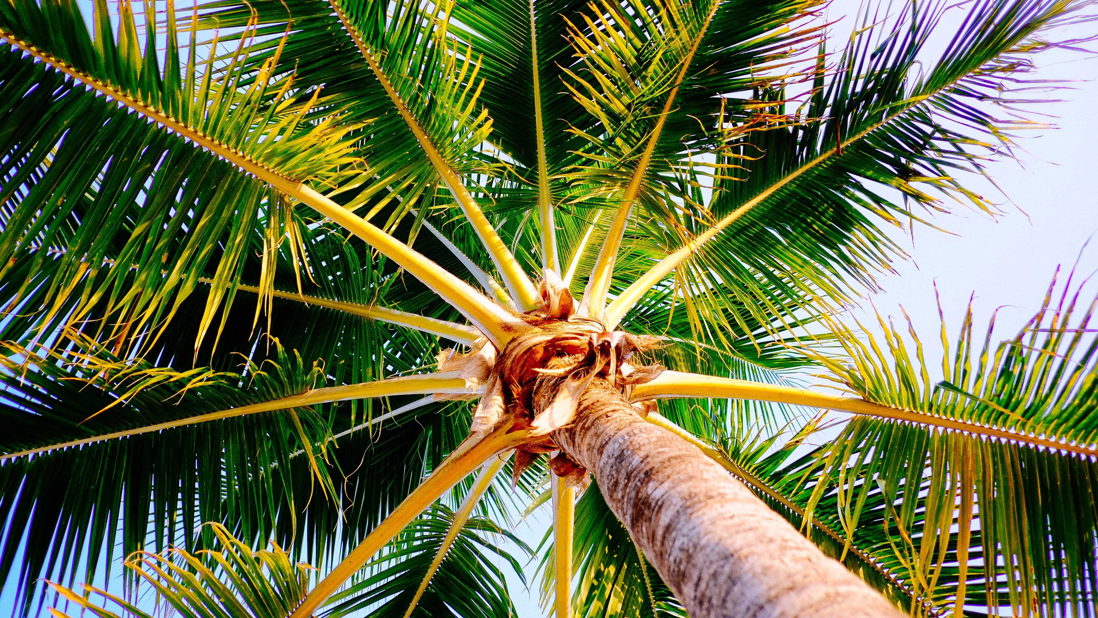 4k Palm Tree Wallpaper Image