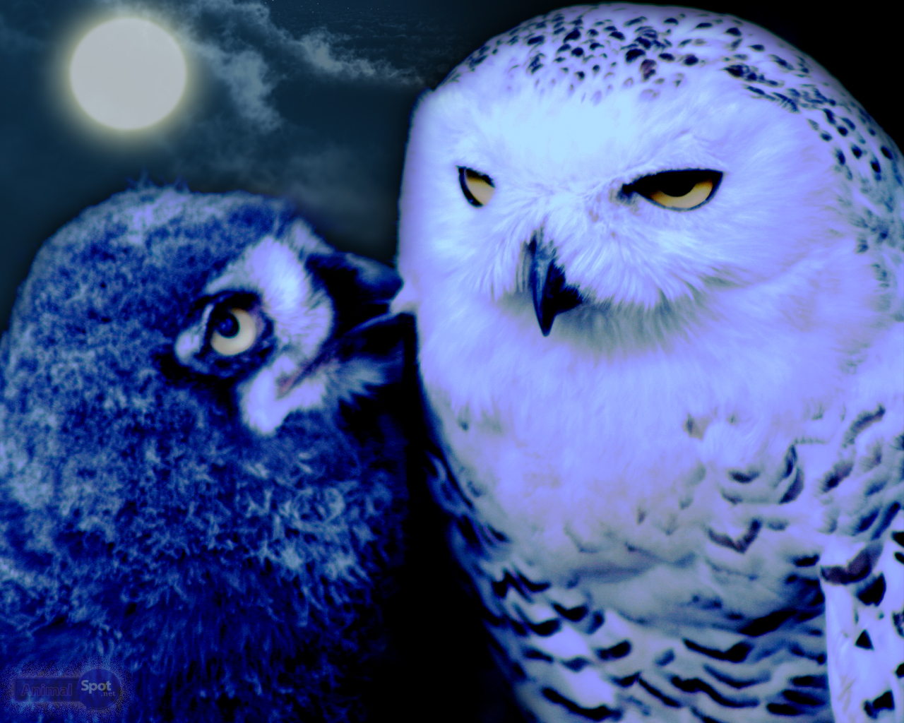 Owl Wallpaper Animal Spot