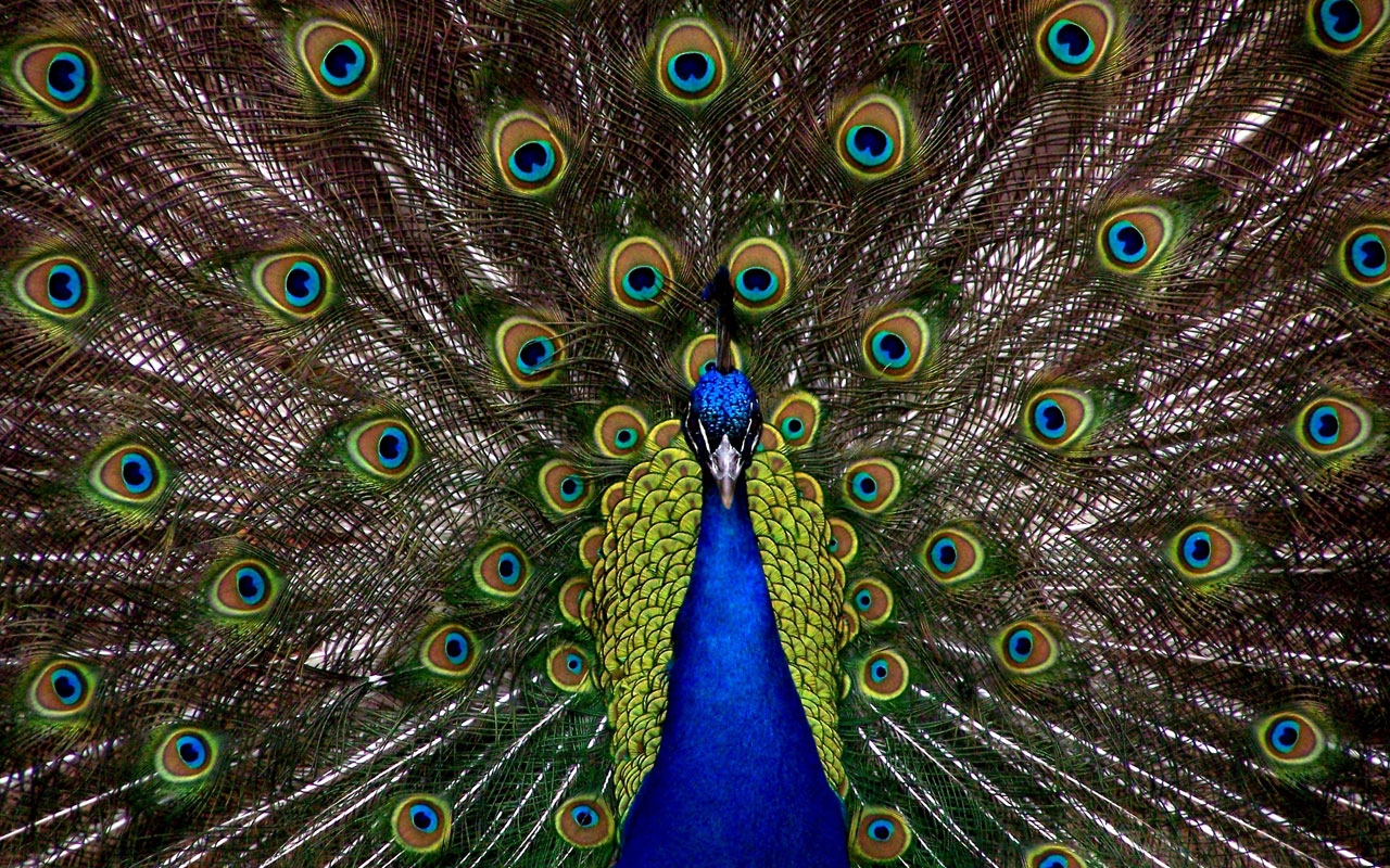 Peacock Desktop Wallpaper