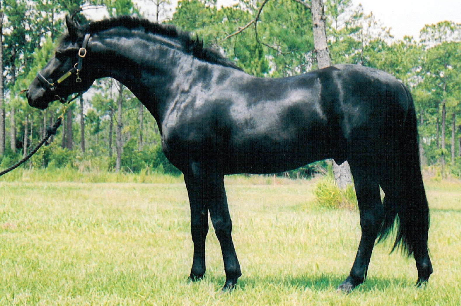 Friesian Black Horse Wallpaper Running