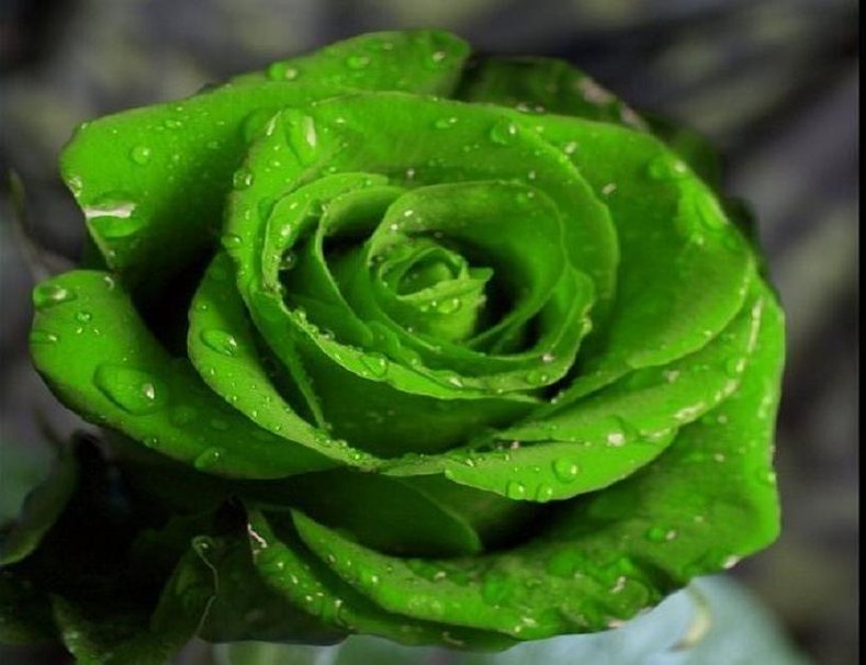 Lovely Green Rose Wallpaper