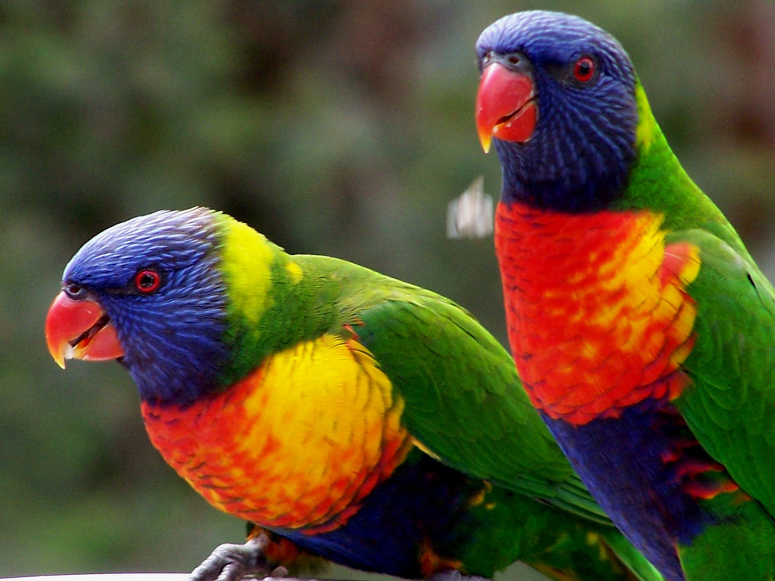 Rainbow Lorikeet Background Wallpaper Baltana