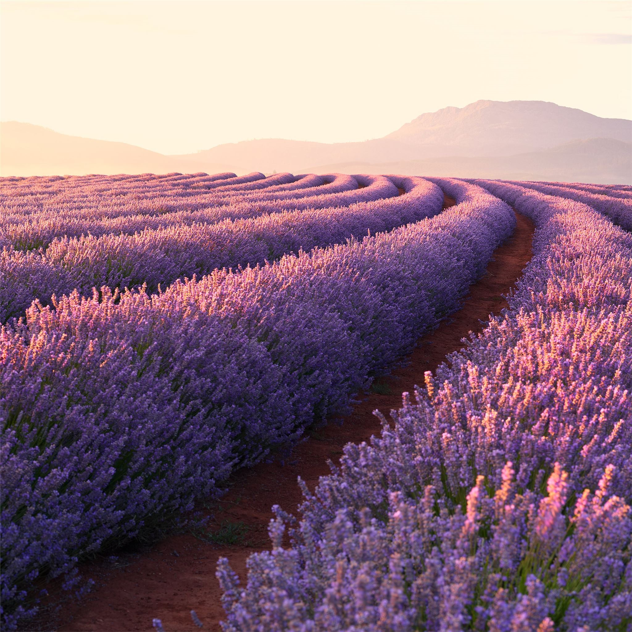 Lavender Fields iPad Air Wallpaper