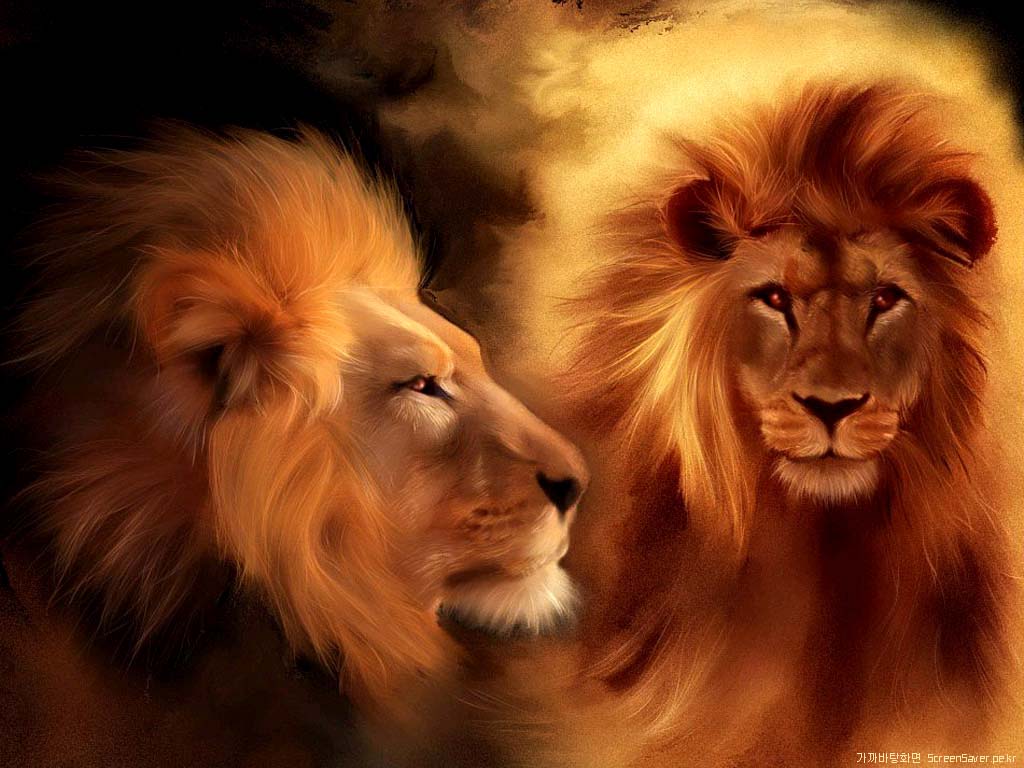 Lion Wallpaper Christian And Background