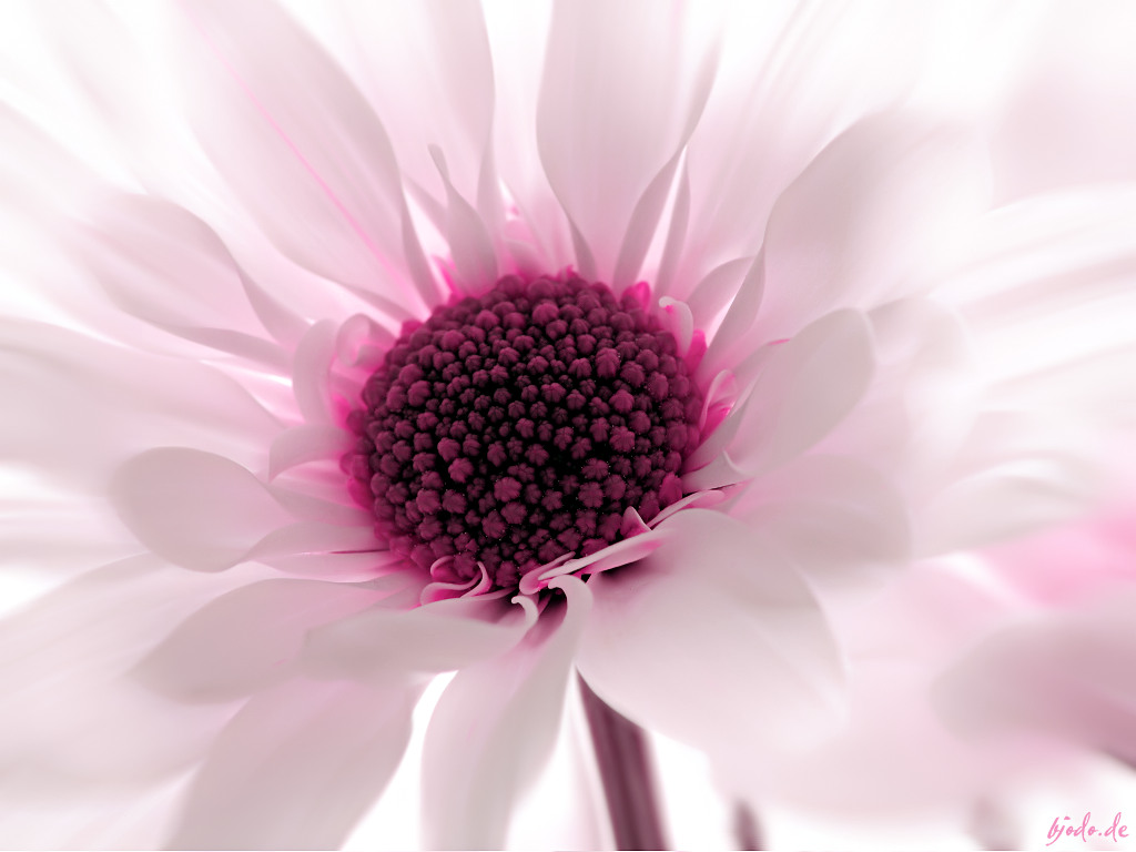 Wallpaper Flower Pink